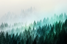 Trees In Morning Fog. Digital Painting..
