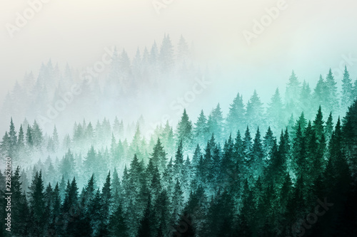  Fototapeta z lasem we mgle   drzewa-w-porannej-mgle-malowanie-cyfrowe