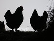 silhouette of two hens