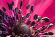 canvas print picture - Blüte einer pinken Anemone in Großaufnahme