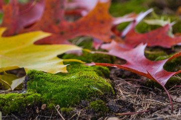 Wall Mural - macro colors of fall leaves on mossy ground. yellow, red and orange details of autumn. 