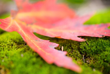 Closeup of bright red and yellow maple autumn leaf laying on mossy forest floor.  Wet with dew and rain. Selective and shallow focus. 