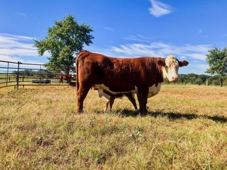 Wall Mural - Hereford mama and calf baby