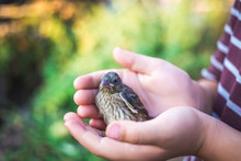 The Little Bird That Fell From The Nest In The Hands Of A Child