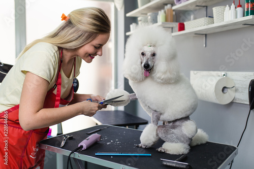 Fotomural Miniature poodle at grooming salon.
