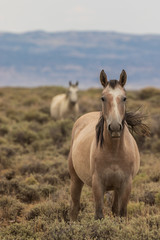 Poster - Wild Horse in the Colorado Desert in Summer