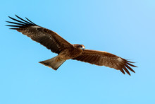 Adult Red Eagle Fly On Blue Sky Background With Clipping Path; Japanese Eagle At Enoshima During Summer Season With Light Flare