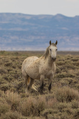 Wall Mural - Wild Horse in the Colorado Desert in Summer