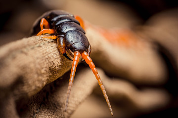 centipede