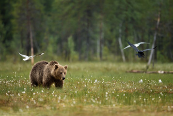Wall Mural - Eurasian Brown bear in the swamp
