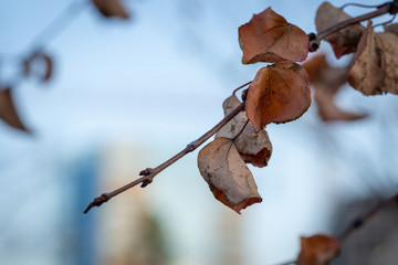 Wall Mural - Herbst