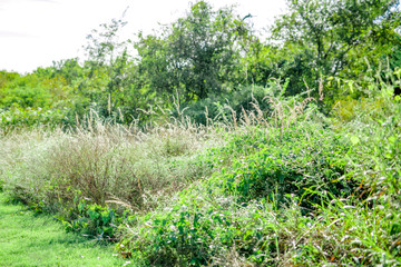 Natural Overgrown Landscape