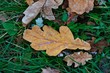 Autumn yellow oak leaves on green grass