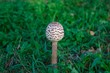White poisoned mushroom on green grass closeup