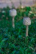 White poisoned mushrooms on green grass closeup