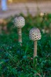 White mushrooms on green grass closeup