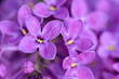 Lilac violet flowers