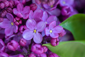 Wall Mural - Lilac violet flowers