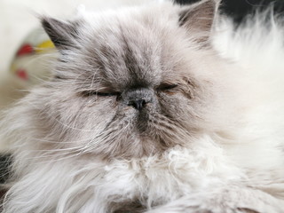 white fluffy cat close up