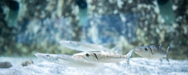 Wall Mural - Great barracuda , Fish swimming in the ocean