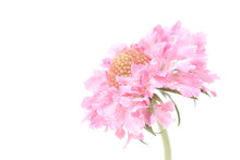 Floaty Pink Flower