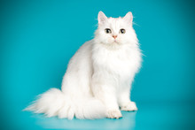 Scottish Straight Longhair Cat On Colored Backgrounds