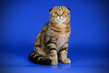 Scottish Fold Shorthair Cat On Colored Backgrounds