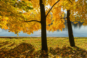 maples by the river