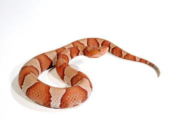 Wall Mural - Nordamerikanischer Kupferkopf (Agkistrodon contortrix) - copperhead