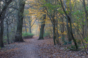 late autumn in a forest north of Copenhagen