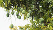 green raw mango Mangifera indica hanging on the tree