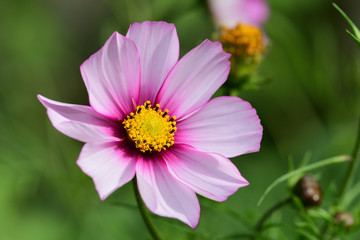 pink cosmos flower in bloom