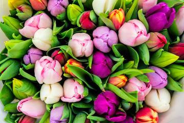  Świeże wiosenne tulipany