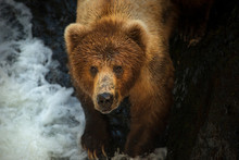 Portrait Of Grizzly Bear