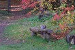 szara wiewiórka z orzechem na tle kolorowych jesiennych liści