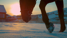 LENS FLARE: Young Horse With Brown Coat Walking In The Snow At Beautiful Sunset