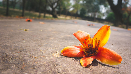Wall Mural - Beautiful Orange flower isolated on the ground floor. can be