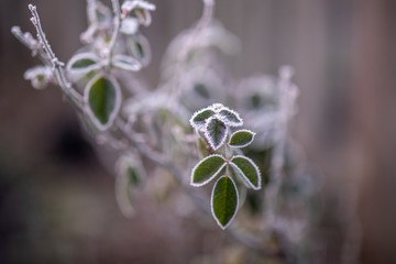 Wall Mural - Garden Rose leaves in a hoarfrost forming funny face