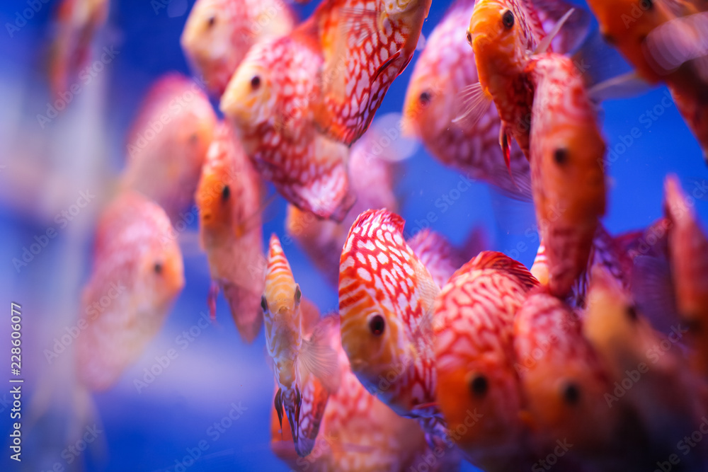 Fotografie Obraz Discus Fish Symphysodon Aequifasciatus Red