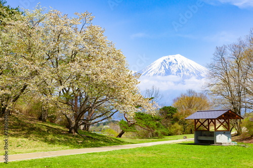 富士山と桜 静岡県富士宮市田貫湖キャンプ場にて Buy This Stock Photo And Explore Similar Images At Adobe Stock Adobe Stock 富士山と桜 静岡県富士宮市田貫湖キャンプ場にて Buy This Stock Photo And Explore Similar Images At Adobe Stock Adobe Stock