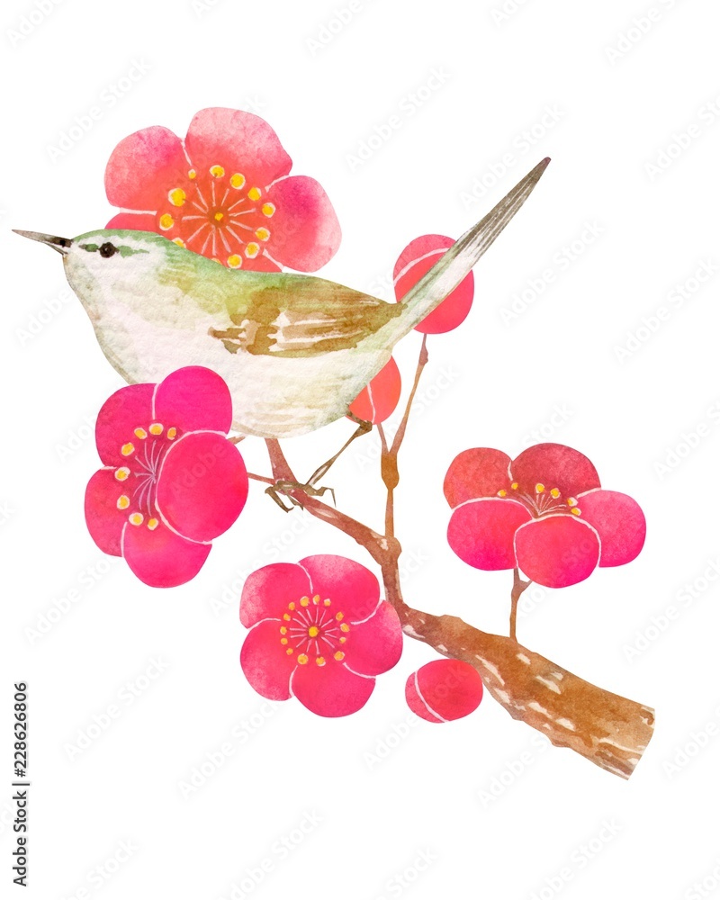 梅の花 ウグイス 水彩 イラスト Stock-illustrasjon | Adobe Stock