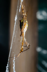 Wall Mural - spider on the cobweb