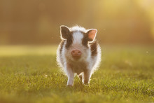 Mini Pig Walking In The Yard At Sunset
