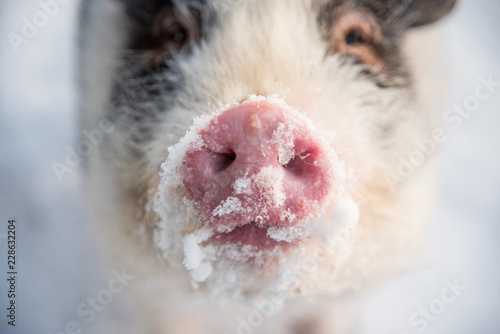 Cuadros en Lienzo Snowy piglet of mini pig in winter