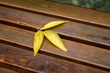 The yellow leaf is on the wet bench in the rainy weather_