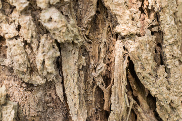 Closeup shot of an old tree bark texture,Tree bark texture background.