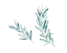 Watercolor Olive Branch. Hand Drawn Winter Illustration