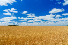 Field Of The Ripe Yellow Wheat Under Blue Sky And Clouds