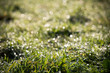 © JoveImages - Diffuse achtergrond met scherp fris gras op de voorgrond