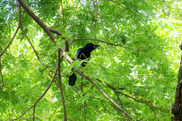 crow bird (corvus macrorhynchos) standing on the branches of the big rain tree (samanea saman) looki